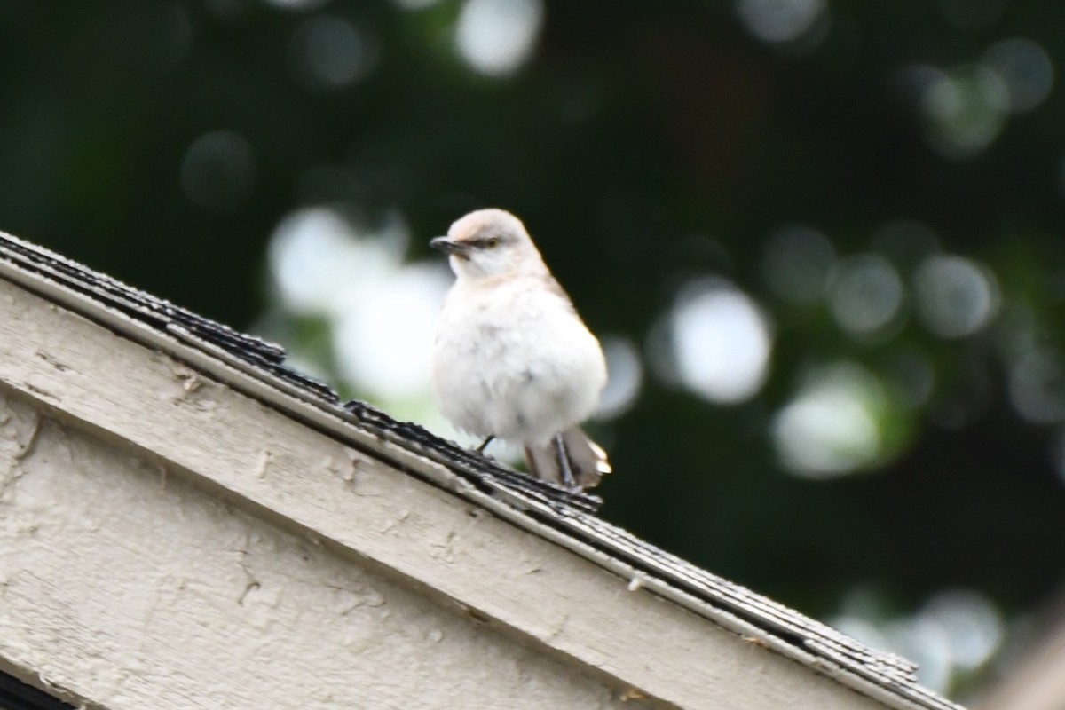 Northern Mockingbird - Carmen Ricer