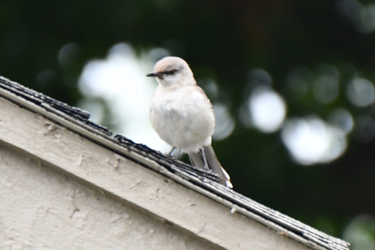 Northern Mockingbird - Carmen Ricer