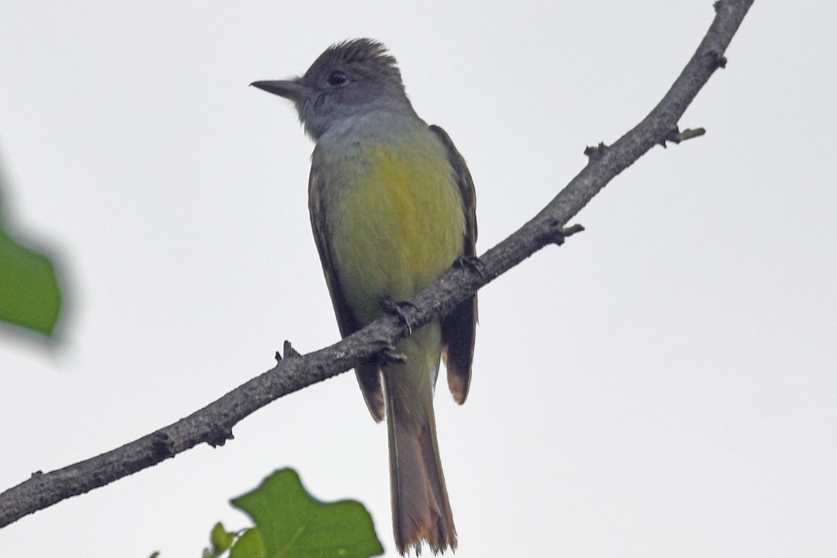 Great Crested Flycatcher - Timothy Carstens