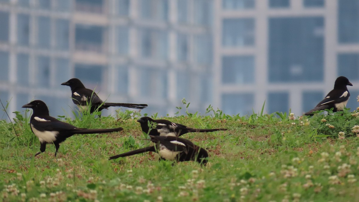 Oriental Magpie - Mu-Ming Lin