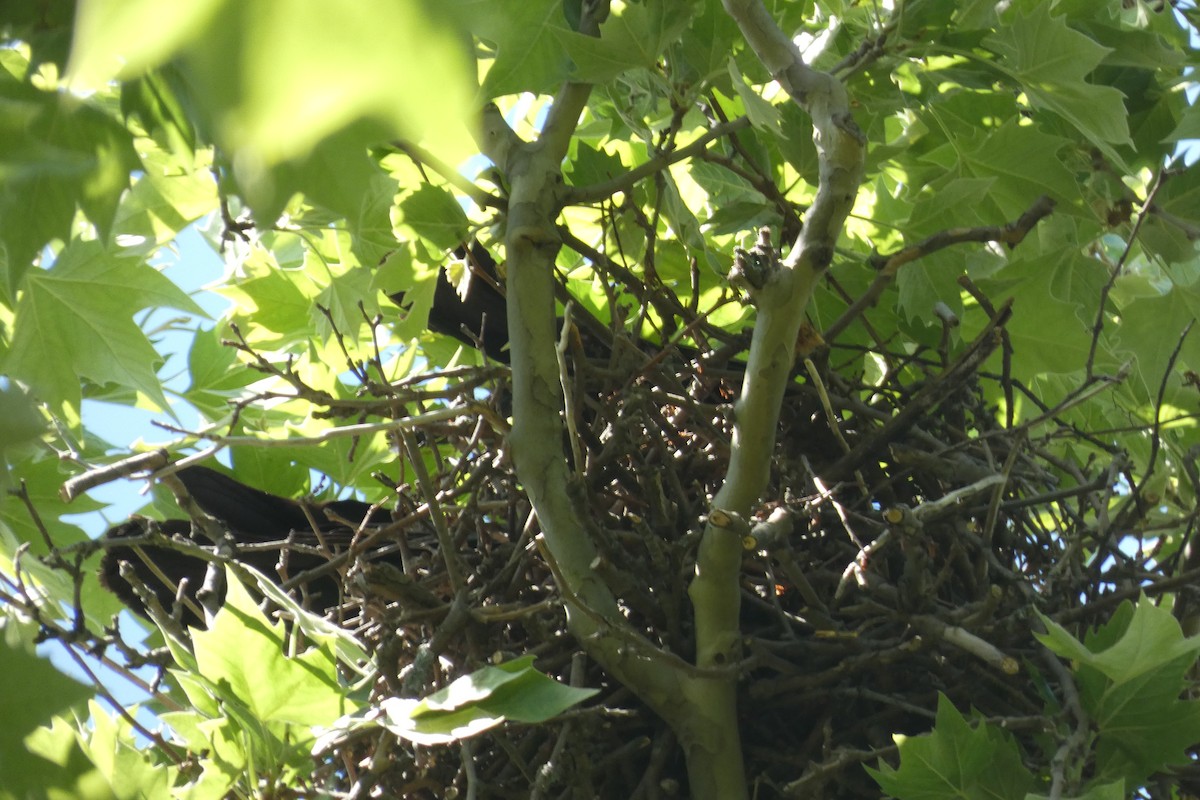 tanımsız karga (Corvus sp.) - ML619480308