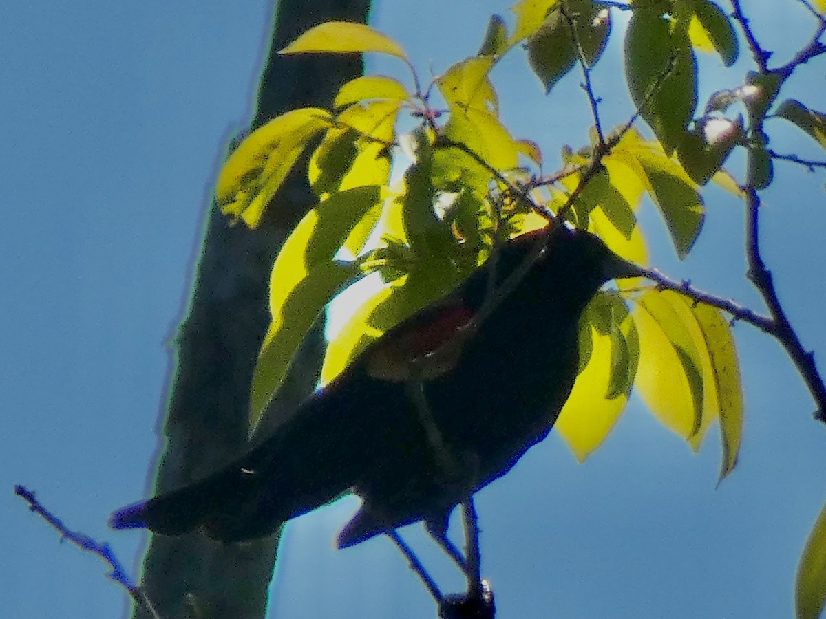 Red-winged Blackbird - Connee Chandler