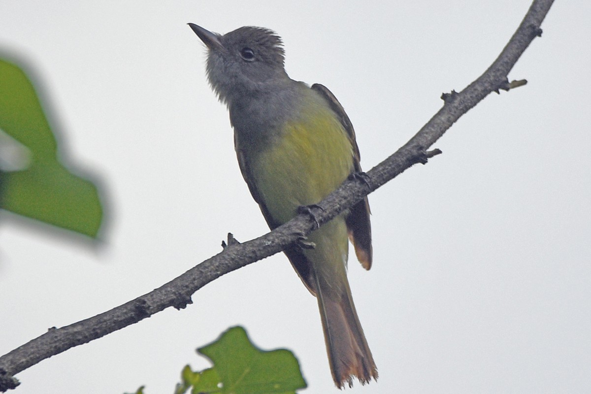 Great Crested Flycatcher - Timothy Carstens