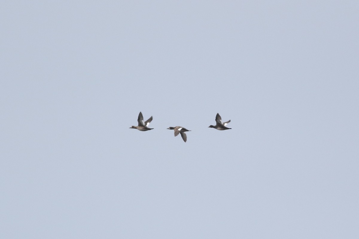 White-winged Scoter - Lily Morello