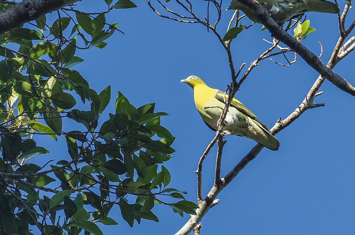 Buru Green-Pigeon - Mike Edgecombe