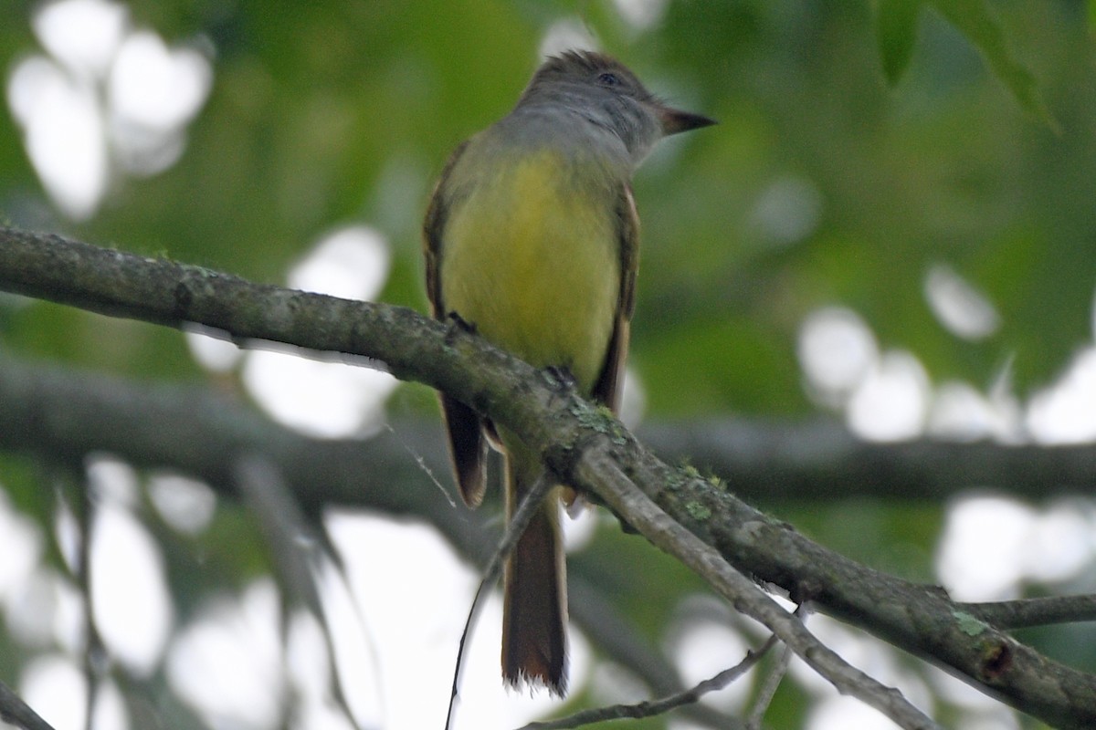 Great Crested Flycatcher - ML619480323
