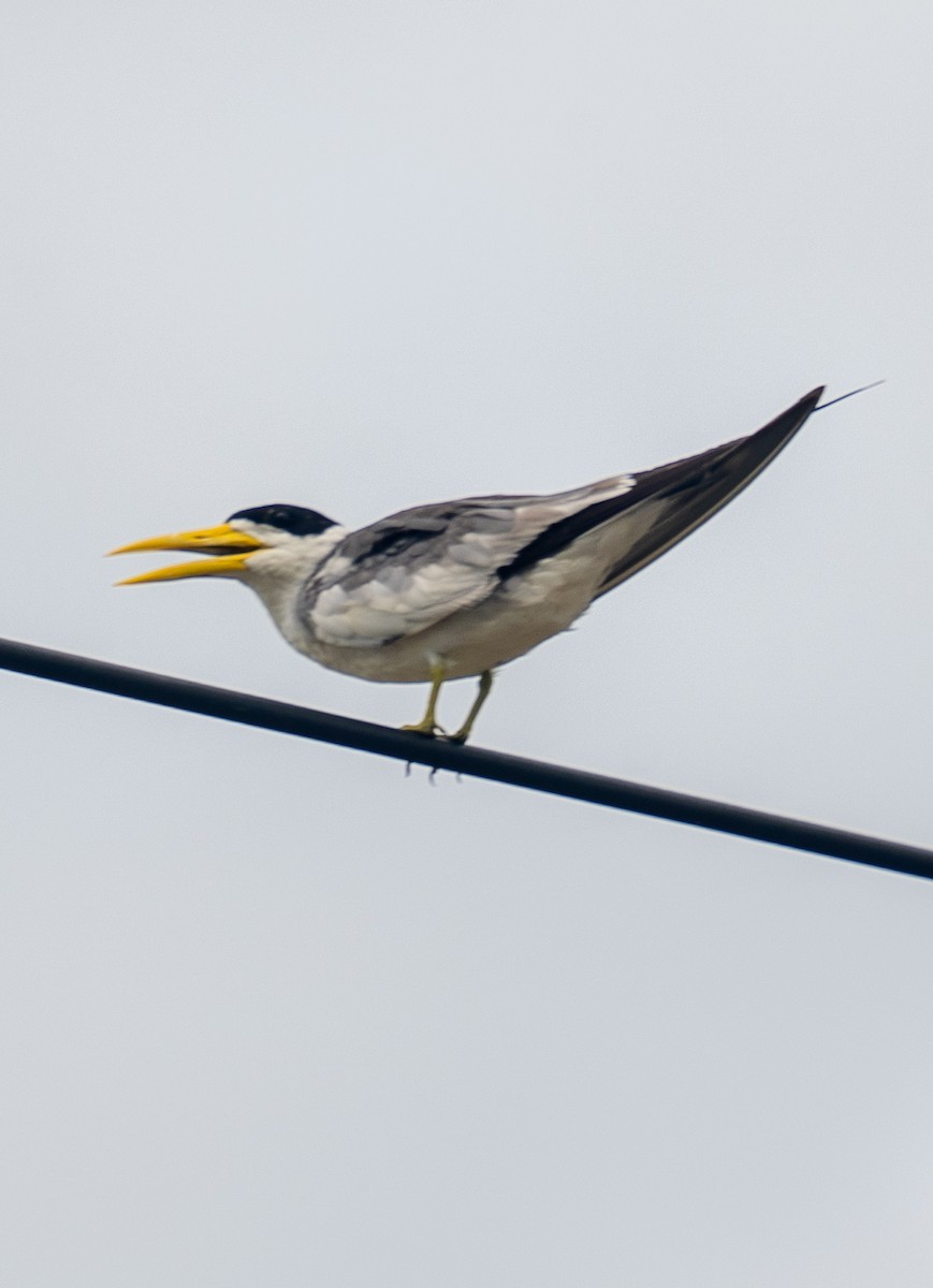 Large-billed Tern - Ernesto Vega