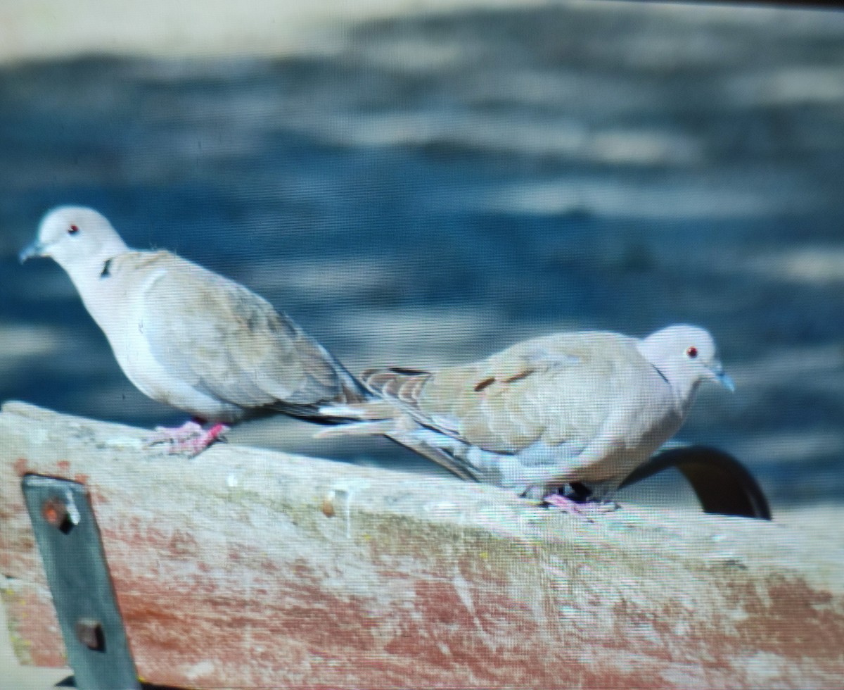 Eurasian Collared-Dove - Carlos Herranz