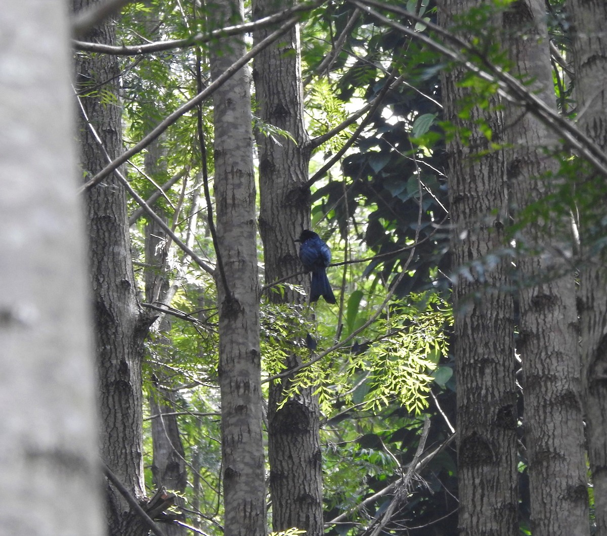 Greater Racket-tailed Drongo - ML619480327