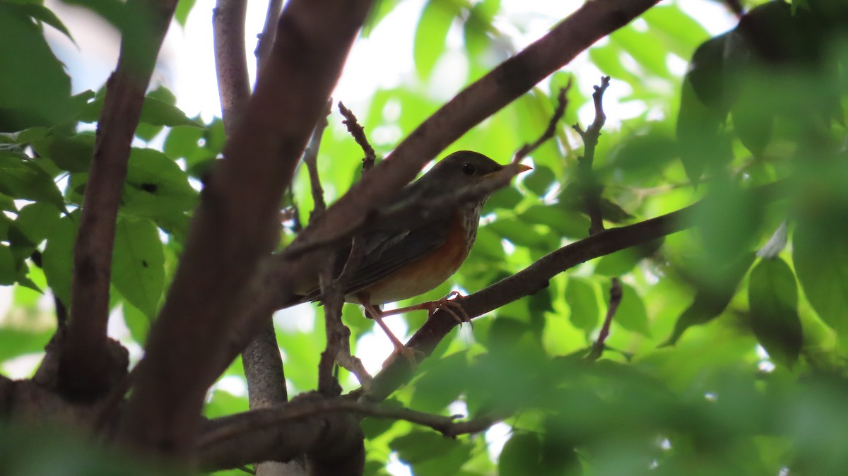 Gray-backed Thrush - Mu-Ming Lin