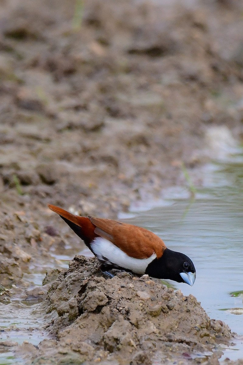 Tricolored Munia - Sathish Ramamoorthy