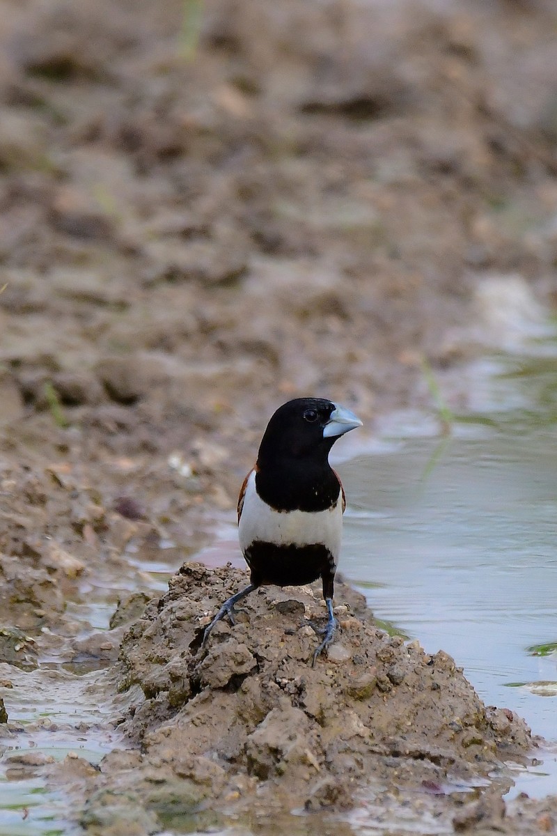 Tricolored Munia - Sathish Ramamoorthy