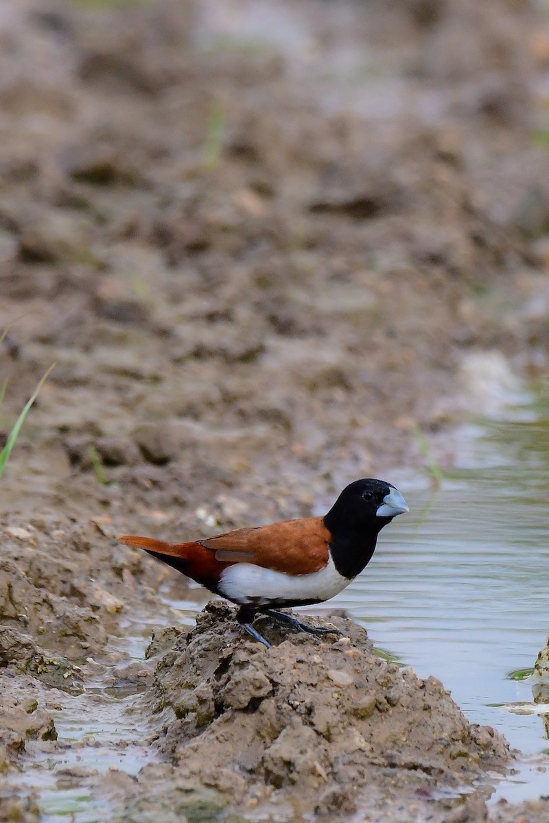 Tricolored Munia - Sathish Ramamoorthy