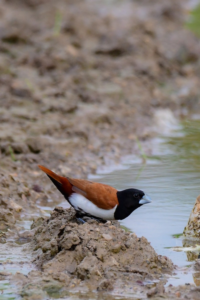 Tricolored Munia - Sathish Ramamoorthy