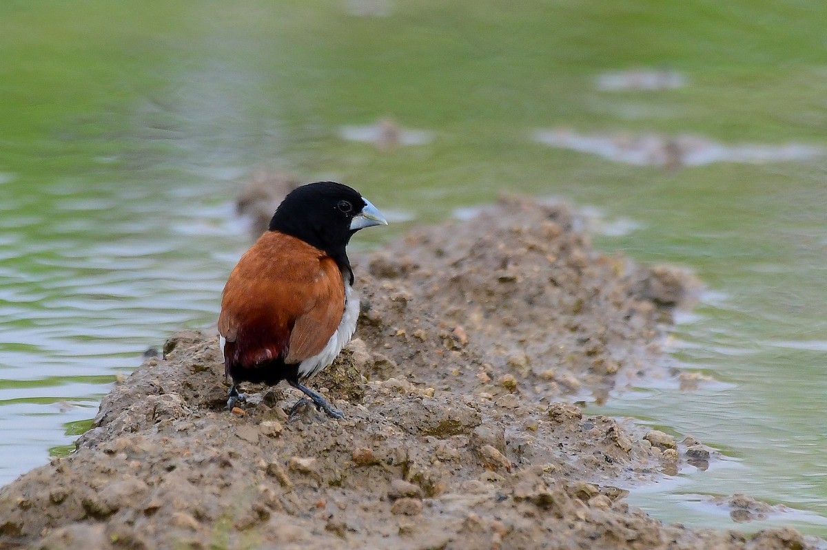 Tricolored Munia - Sathish Ramamoorthy