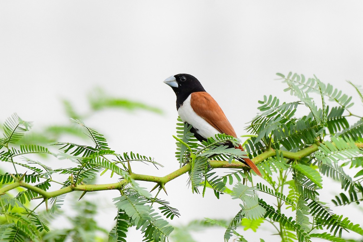 Tricolored Munia - Sathish Ramamoorthy