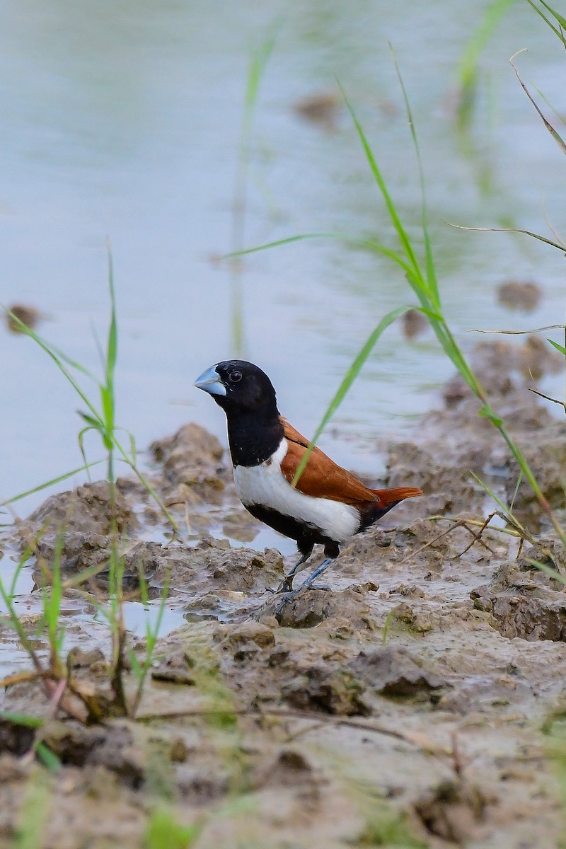 Tricolored Munia - Sathish Ramamoorthy