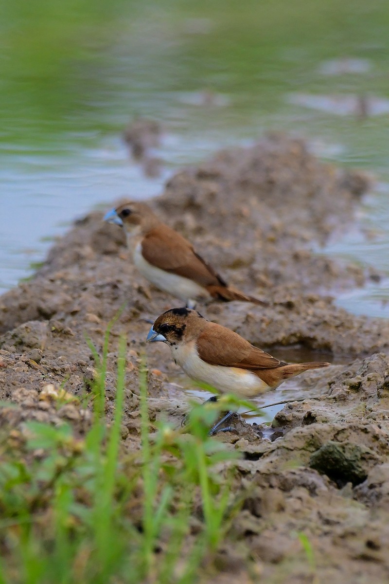 Tricolored Munia - Sathish Ramamoorthy