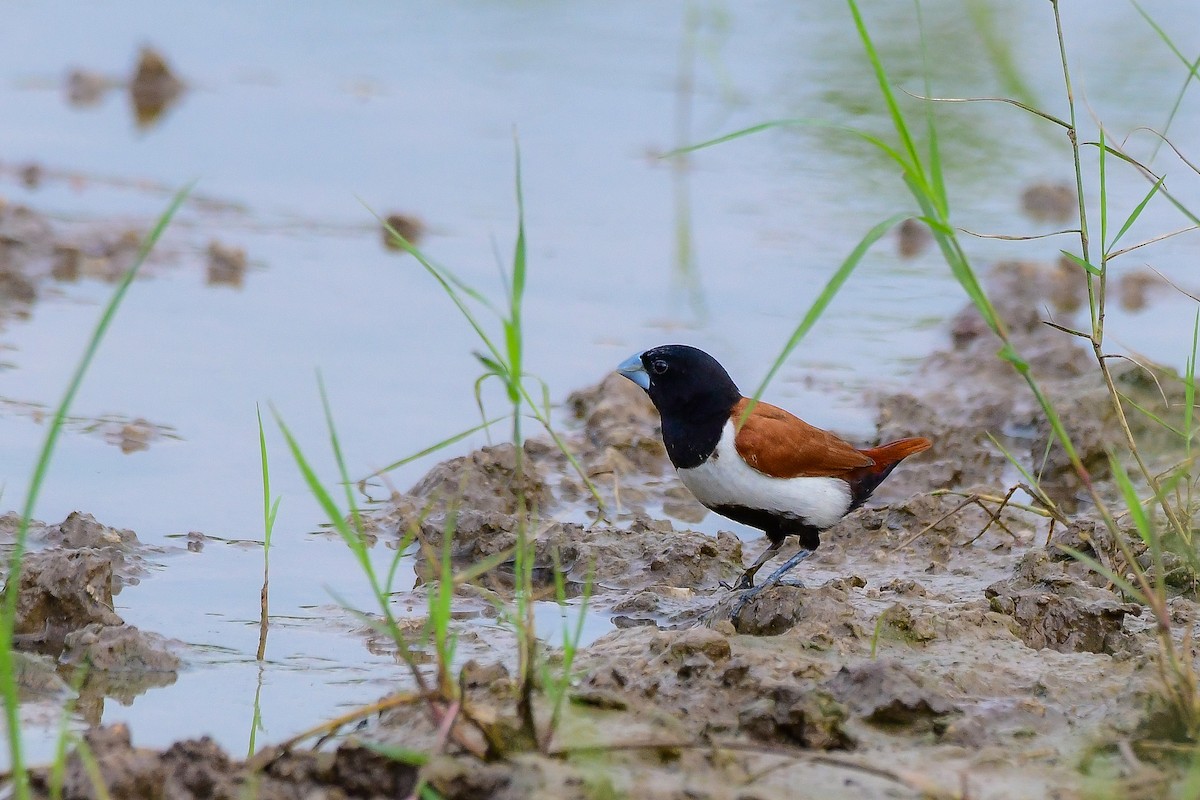 Tricolored Munia - Sathish Ramamoorthy