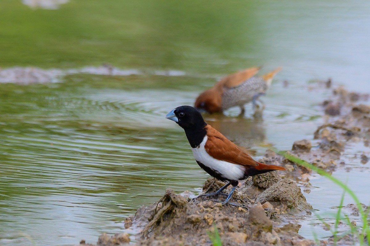 Tricolored Munia - Sathish Ramamoorthy