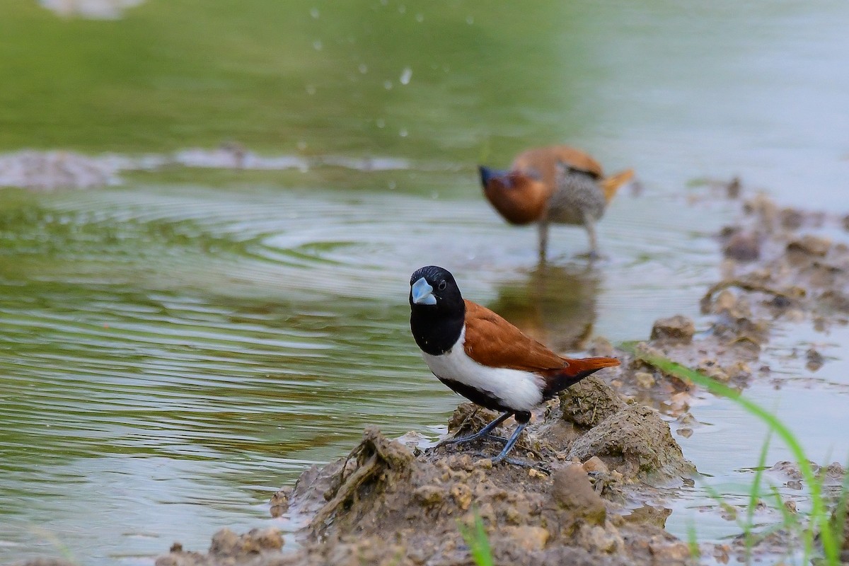 Tricolored Munia - Sathish Ramamoorthy