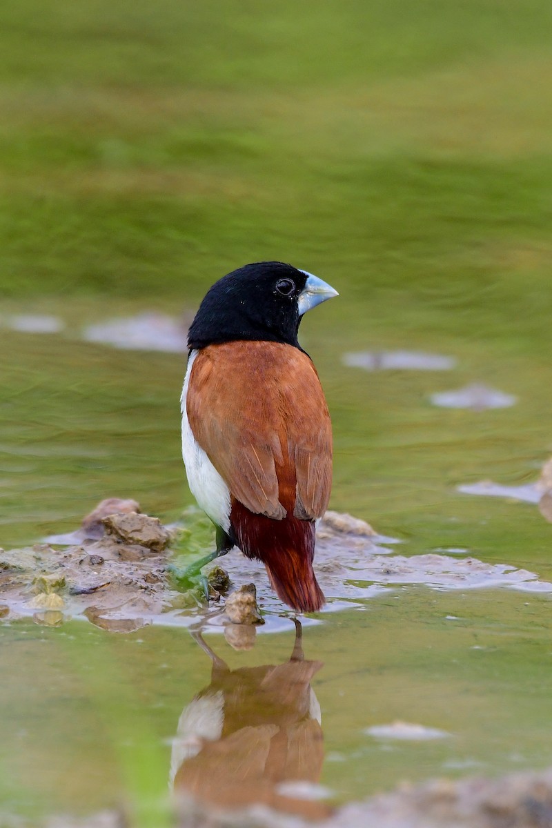 Tricolored Munia - ML619480344