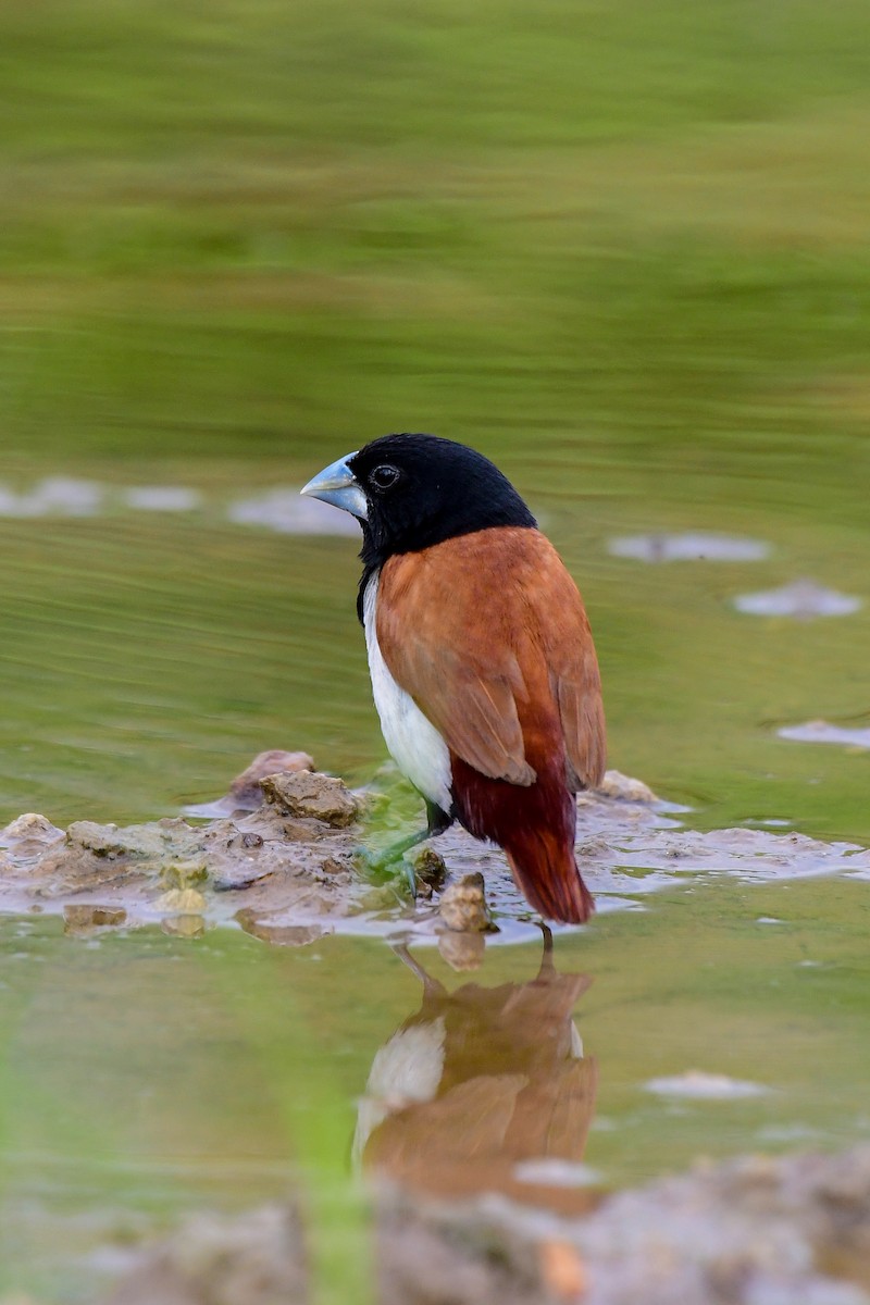 Tricolored Munia - Sathish Ramamoorthy