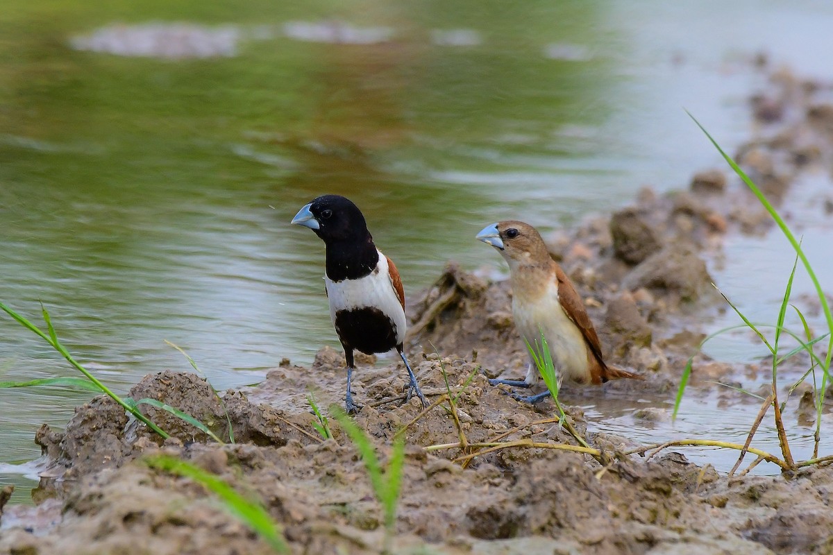 Tricolored Munia - Sathish Ramamoorthy