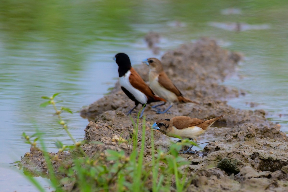 Tricolored Munia - Sathish Ramamoorthy