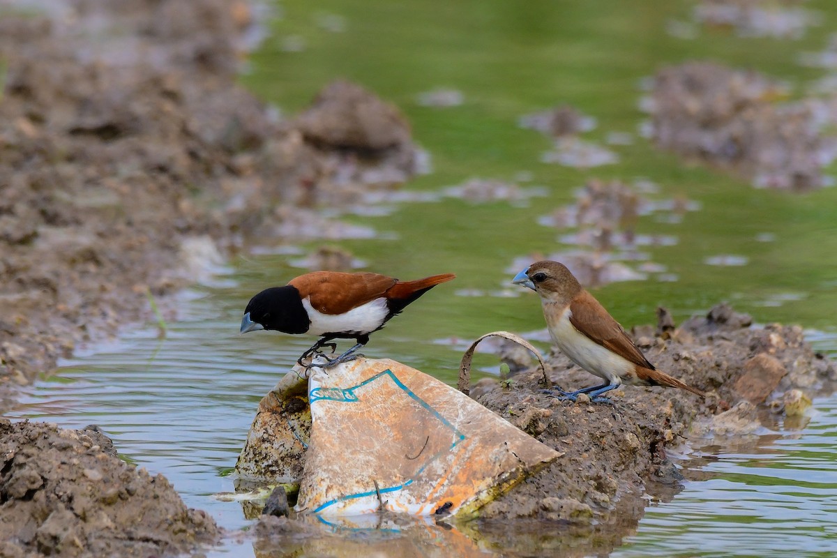 Tricolored Munia - Sathish Ramamoorthy