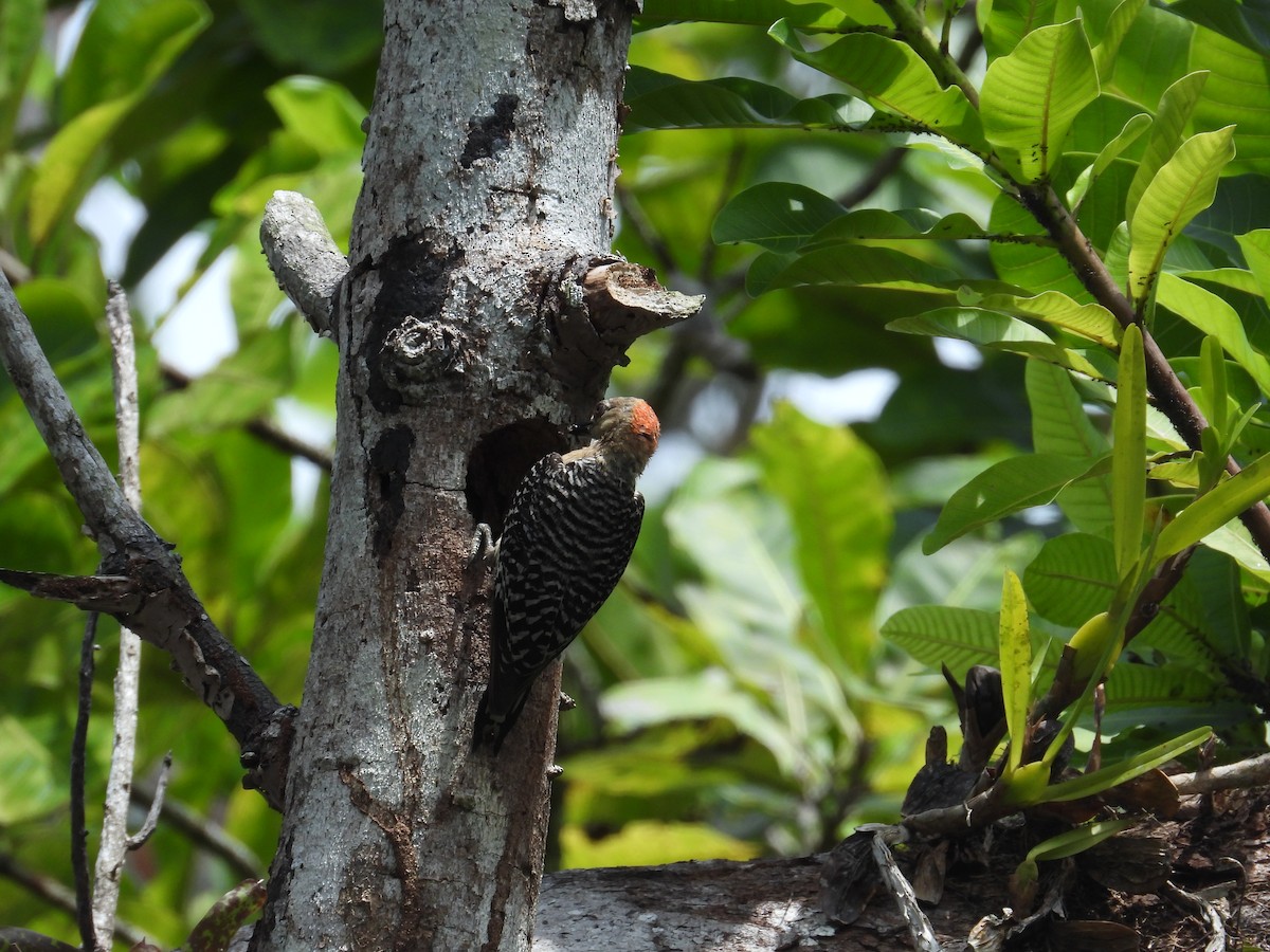 Red-crowned Woodpecker - Alejandra Pons