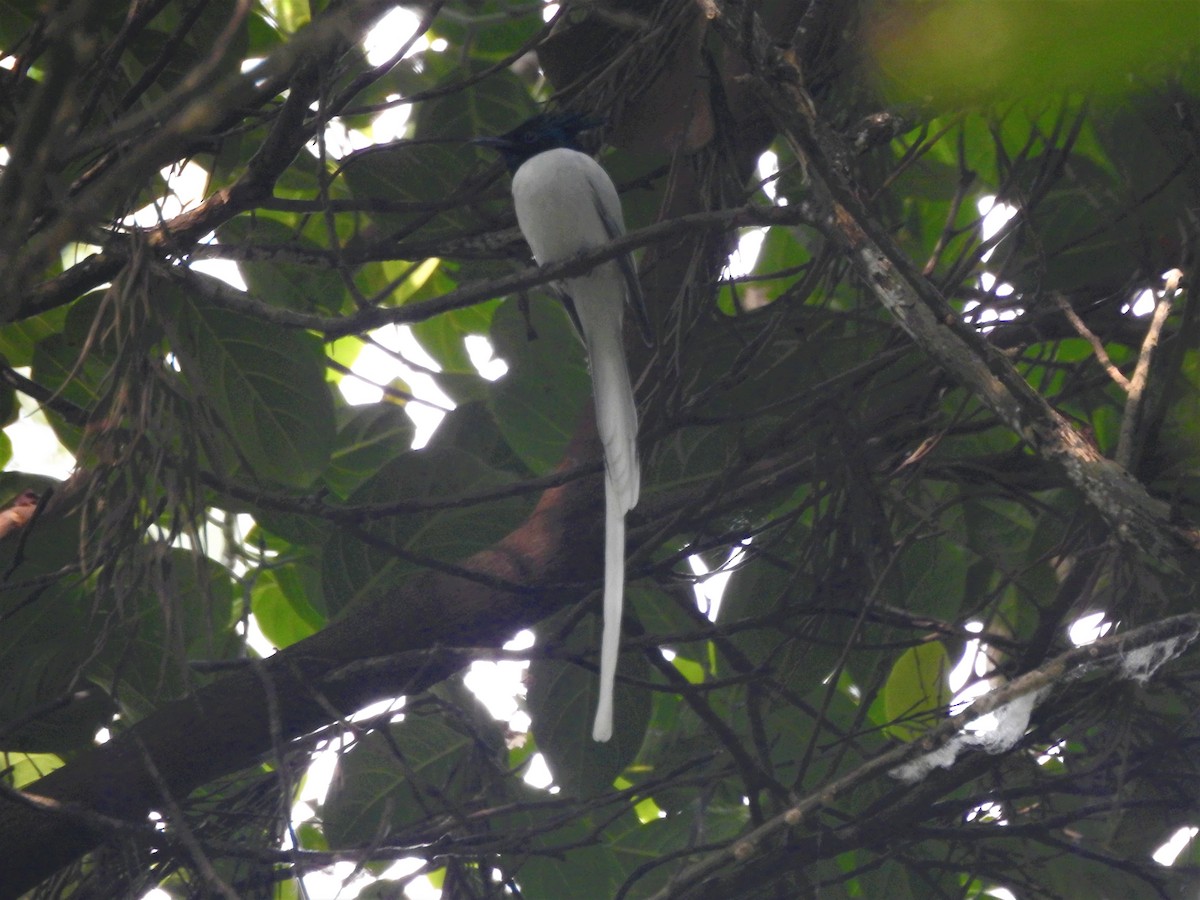 Indian Paradise-Flycatcher - Arun Karthi