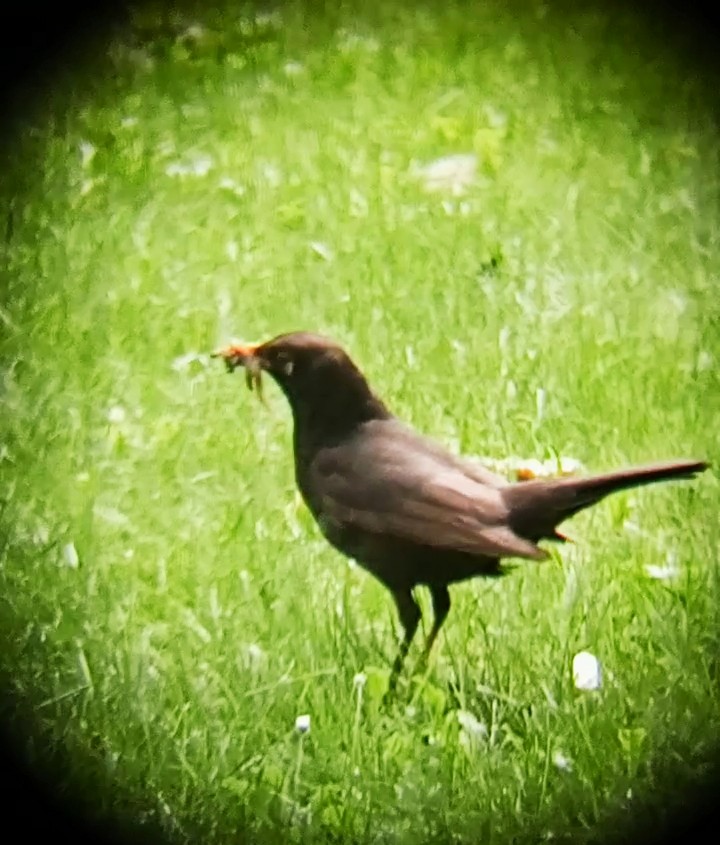 Eurasian Blackbird - Laurent Pascual-Le Tallec