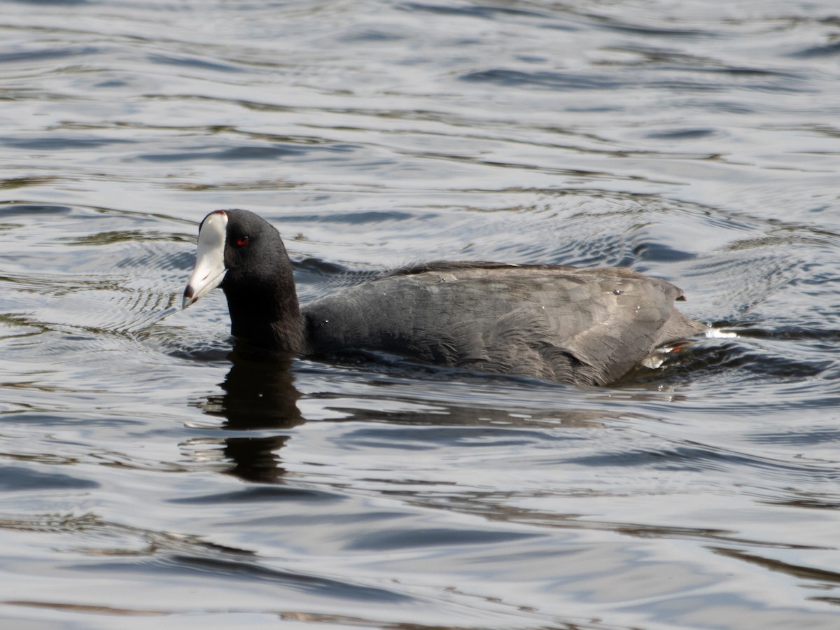 American Coot - Rene sun