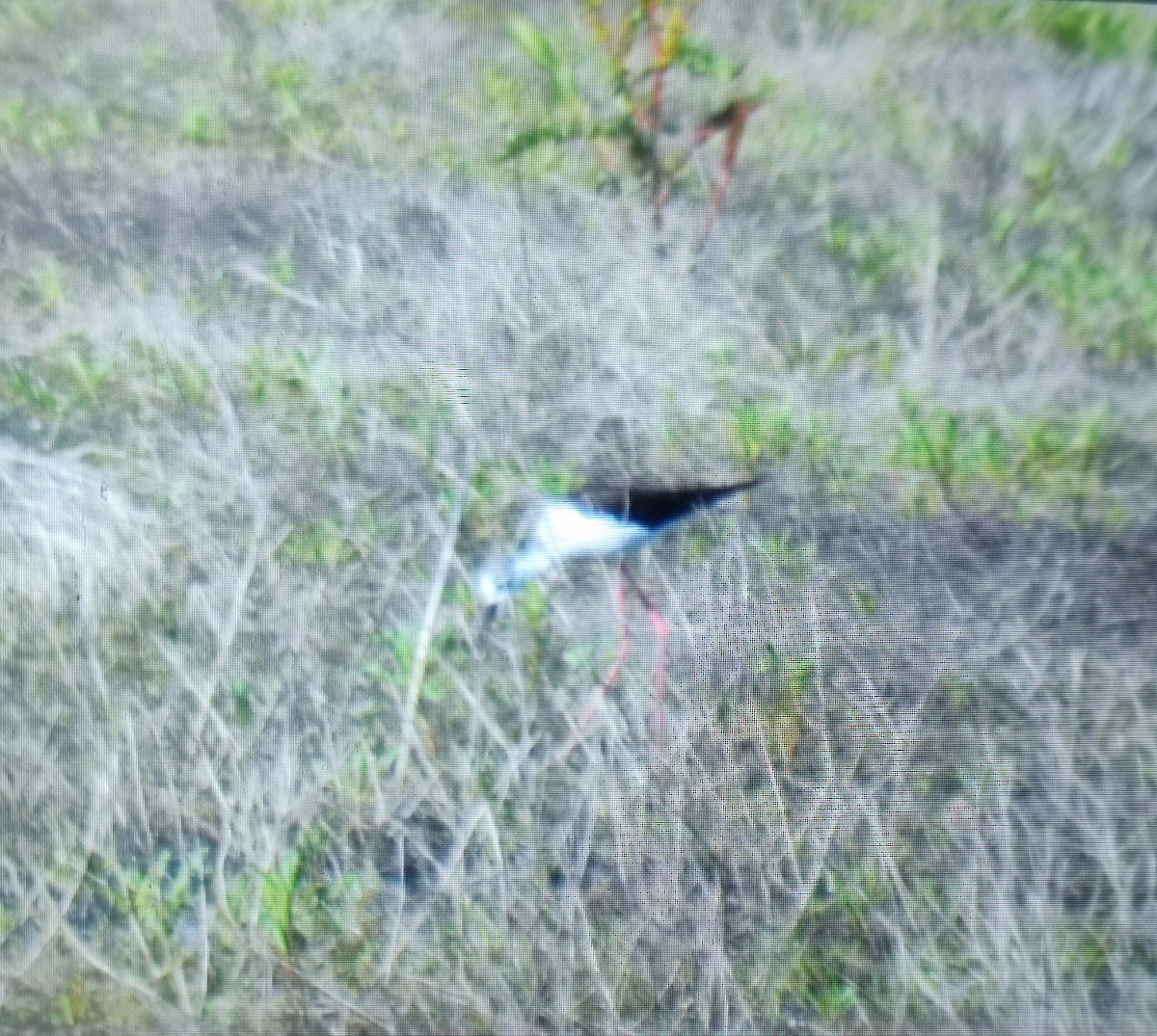 Black-winged Stilt - Carlos Herranz