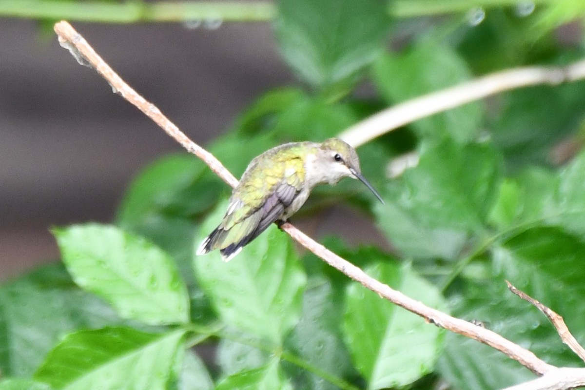 Black-chinned Hummingbird - Carmen Ricer