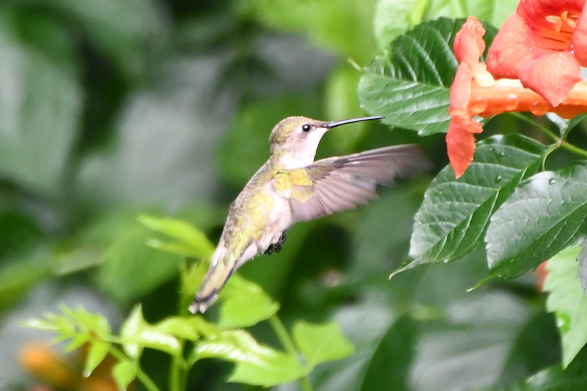 Black-chinned Hummingbird - Carmen Ricer