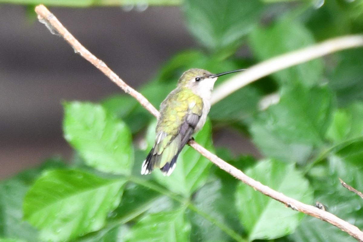 Black-chinned Hummingbird - Carmen Ricer