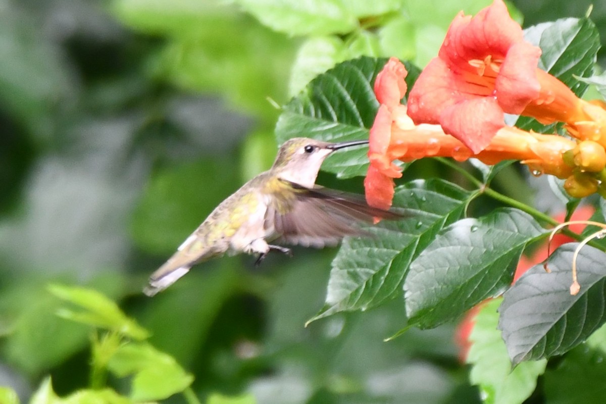 Black-chinned Hummingbird - Carmen Ricer