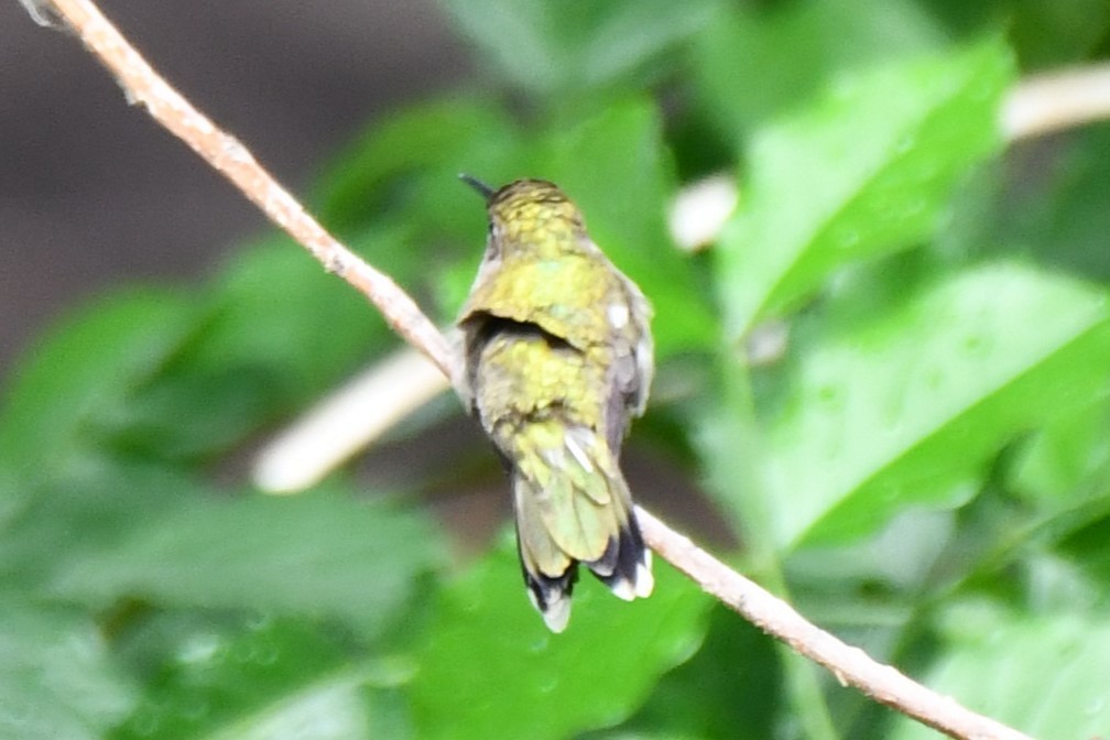 Black-chinned Hummingbird - Carmen Ricer