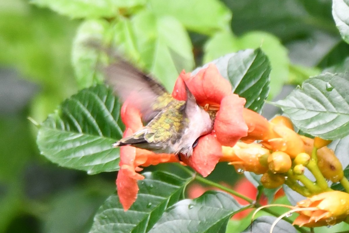 Black-chinned Hummingbird - Carmen Ricer