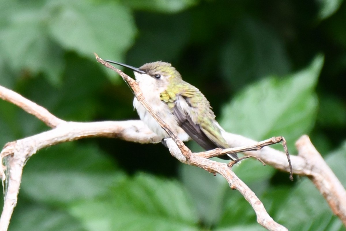 Black-chinned Hummingbird - Carmen Ricer