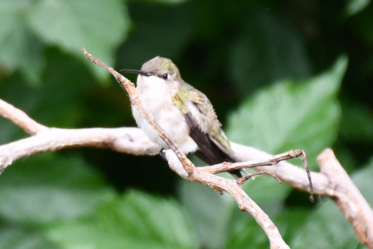 Black-chinned Hummingbird - Carmen Ricer