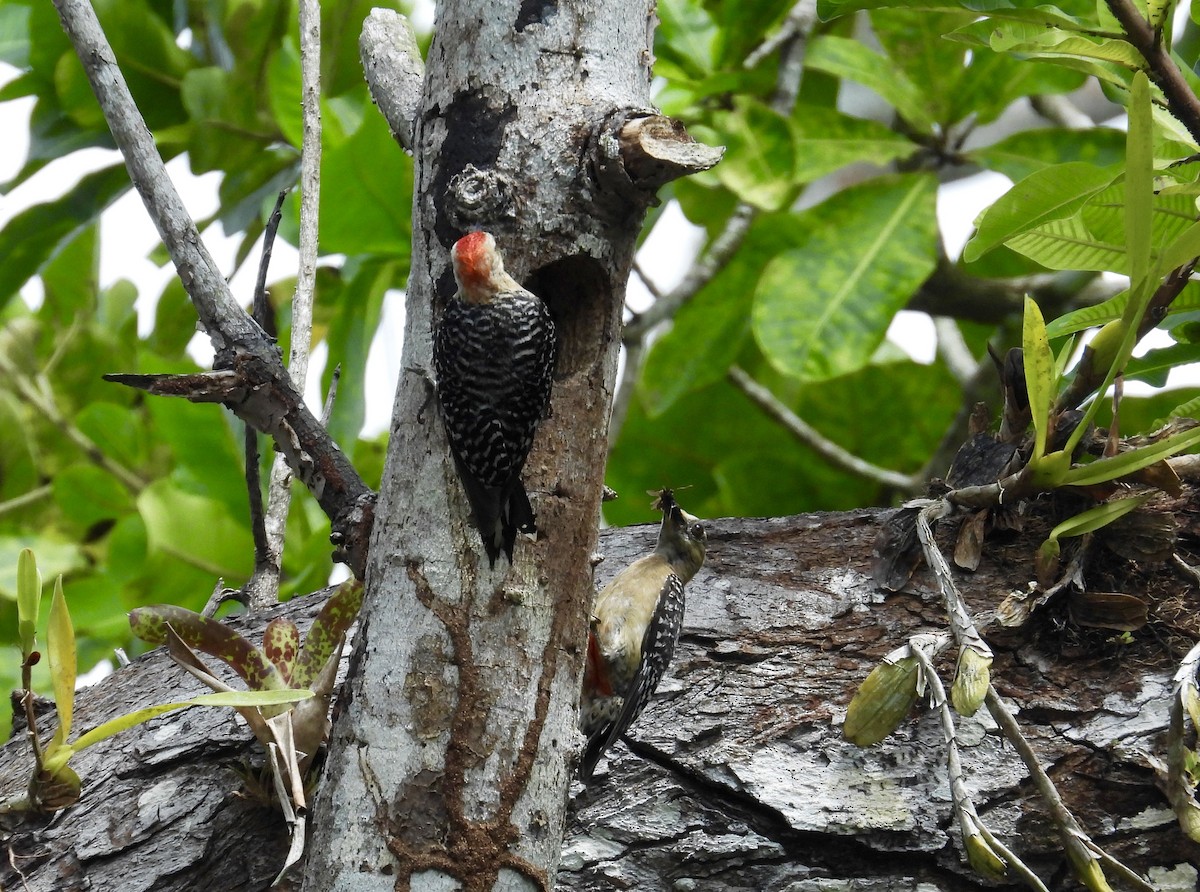 Red-crowned Woodpecker - Alejandra Pons
