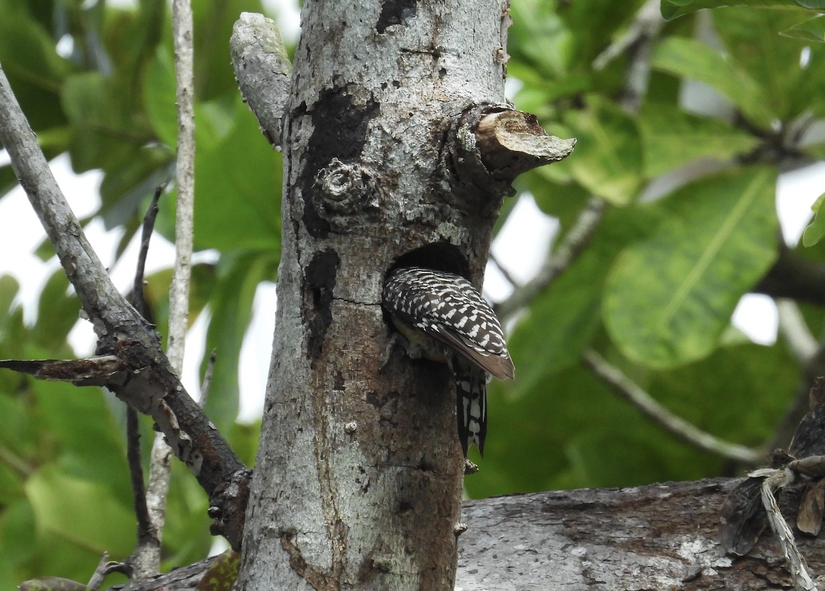 Red-crowned Woodpecker - Alejandra Pons