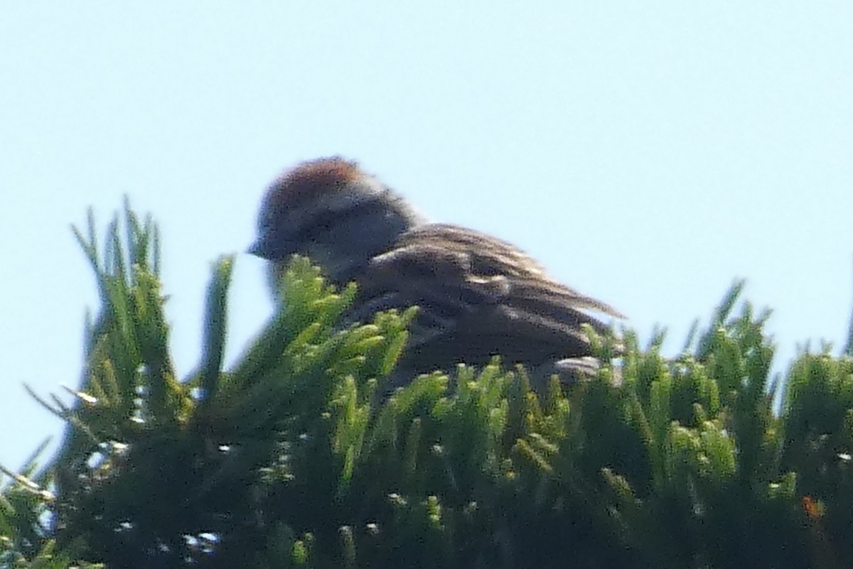 Chipping Sparrow - Anonymous