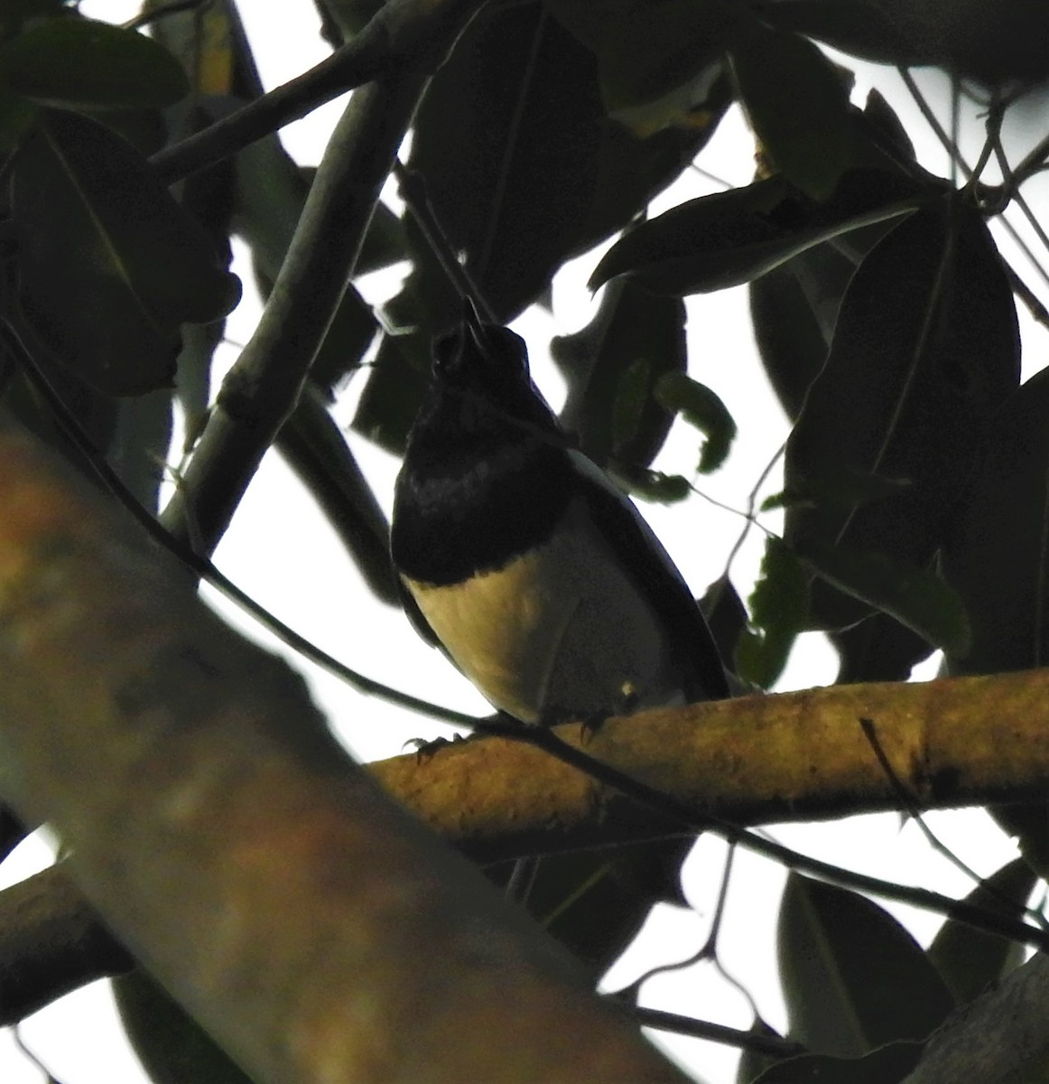 Oriental Magpie-Robin - ML619480424