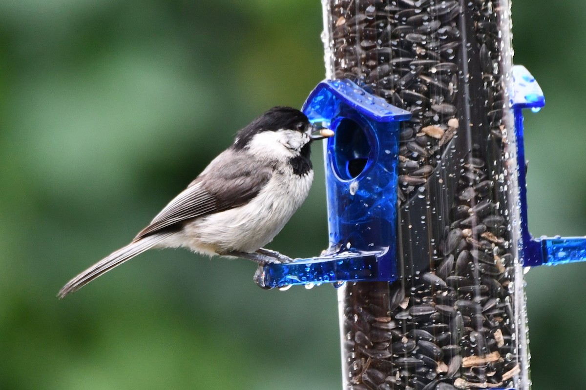 Carolina Chickadee - Carmen Ricer