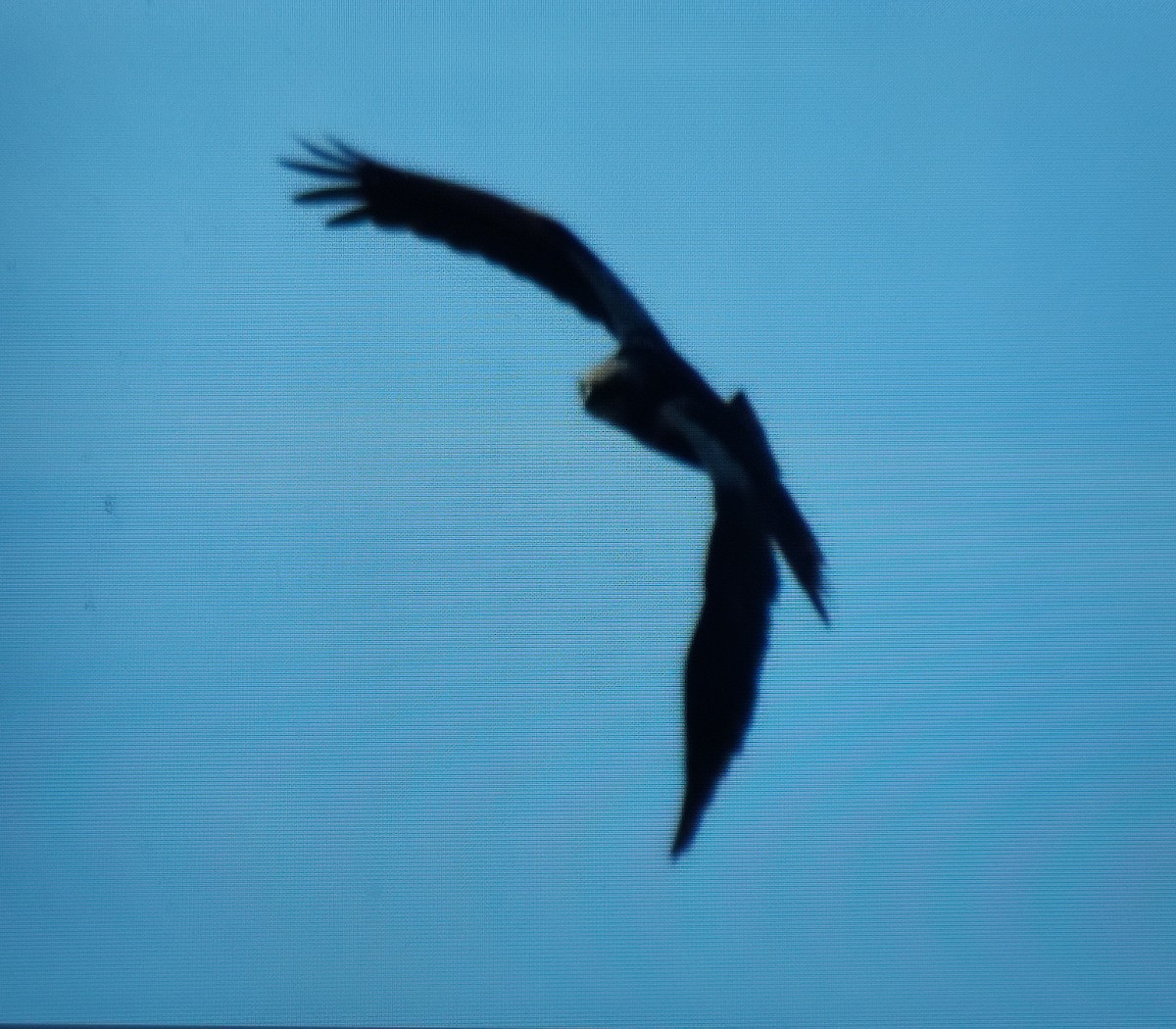 Western Marsh Harrier - Carlos Herranz