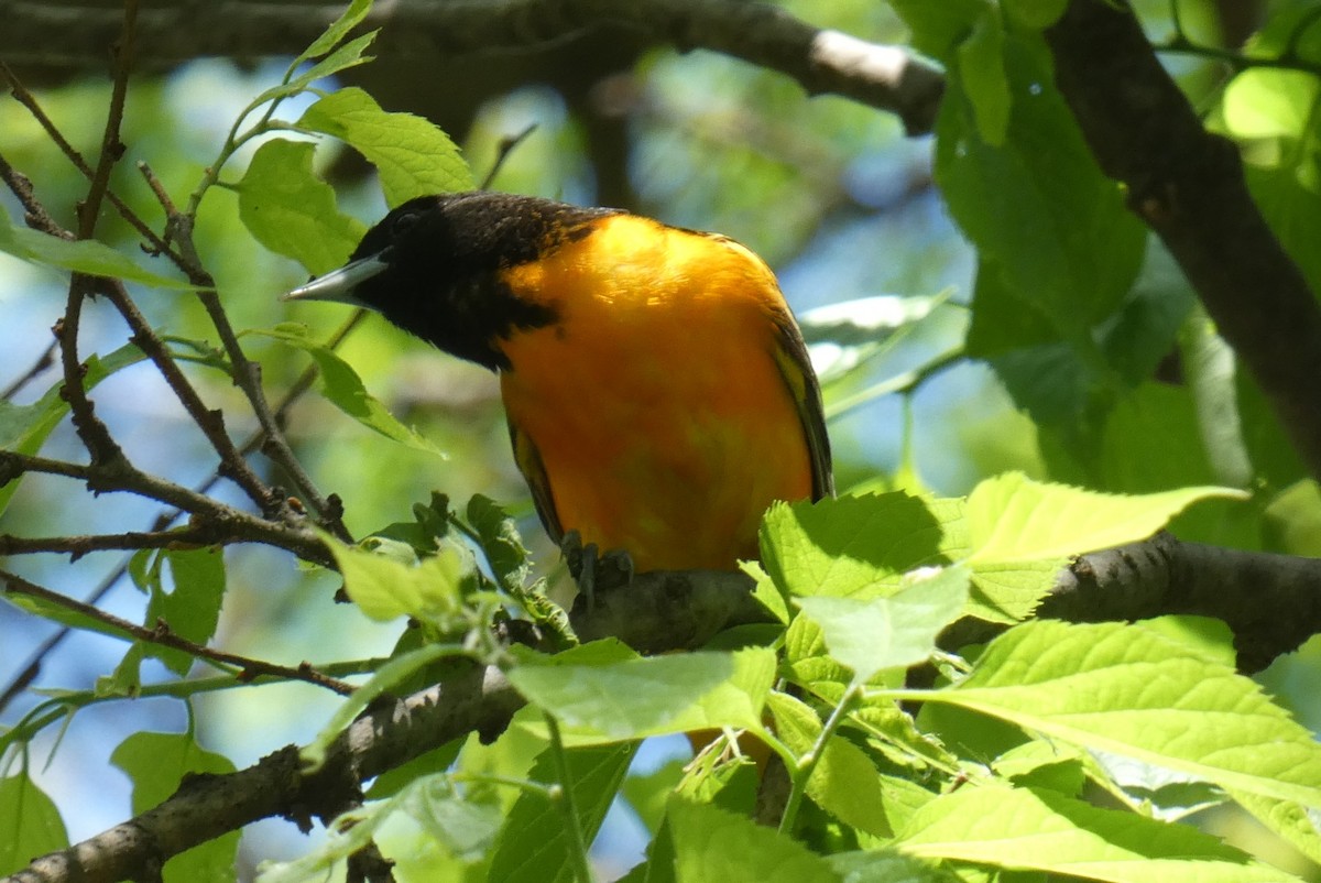 Baltimore Oriole - Anonymous